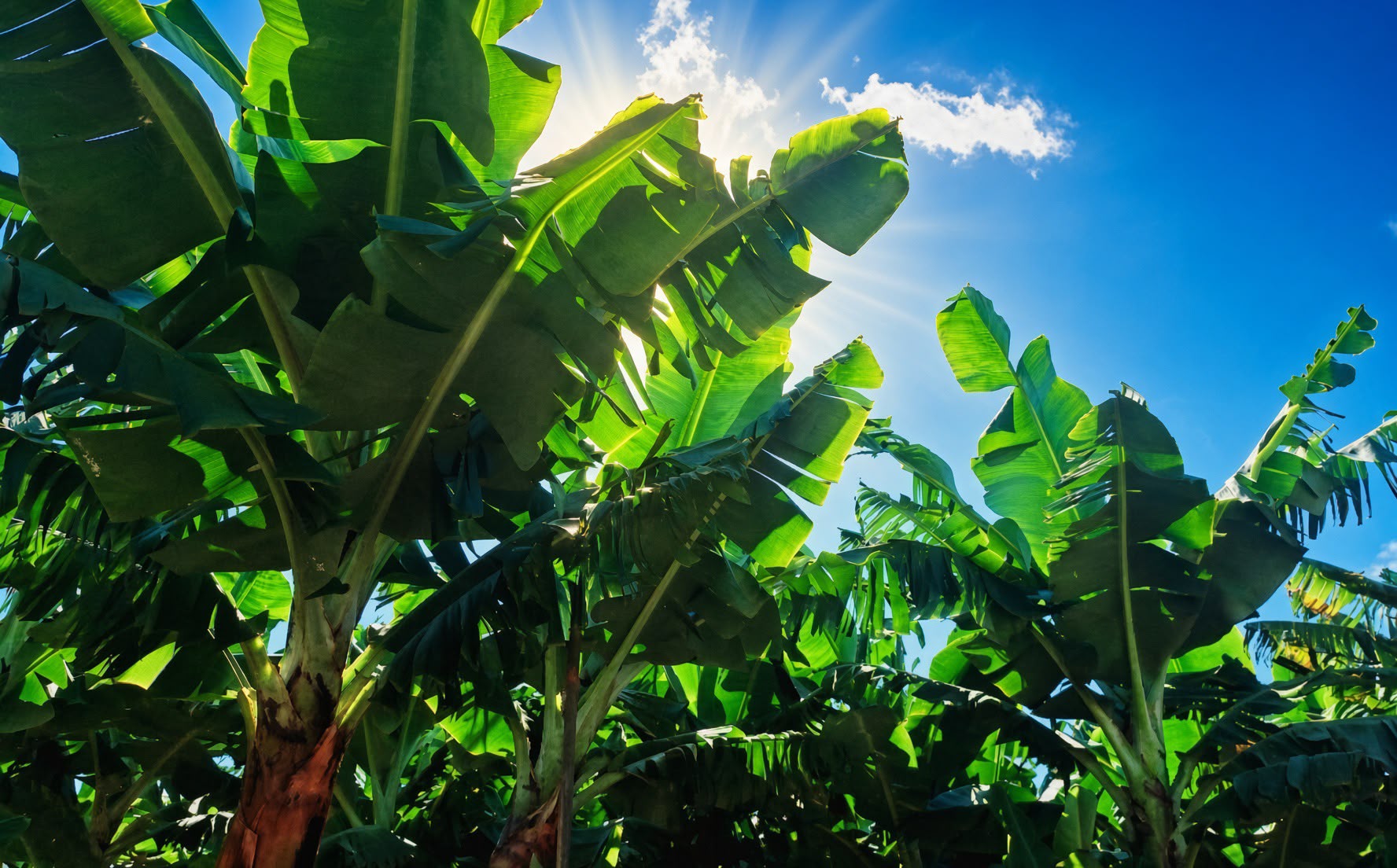 La Palma banana trees
