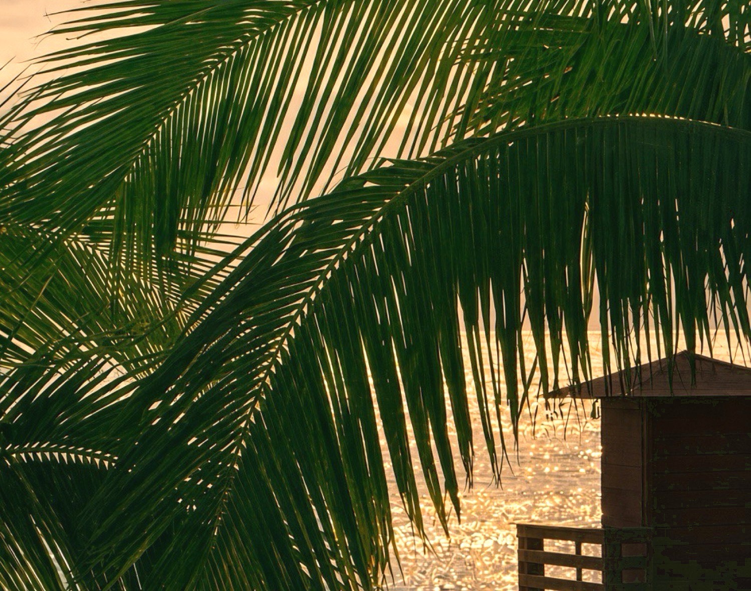 La Palma palms at sunset