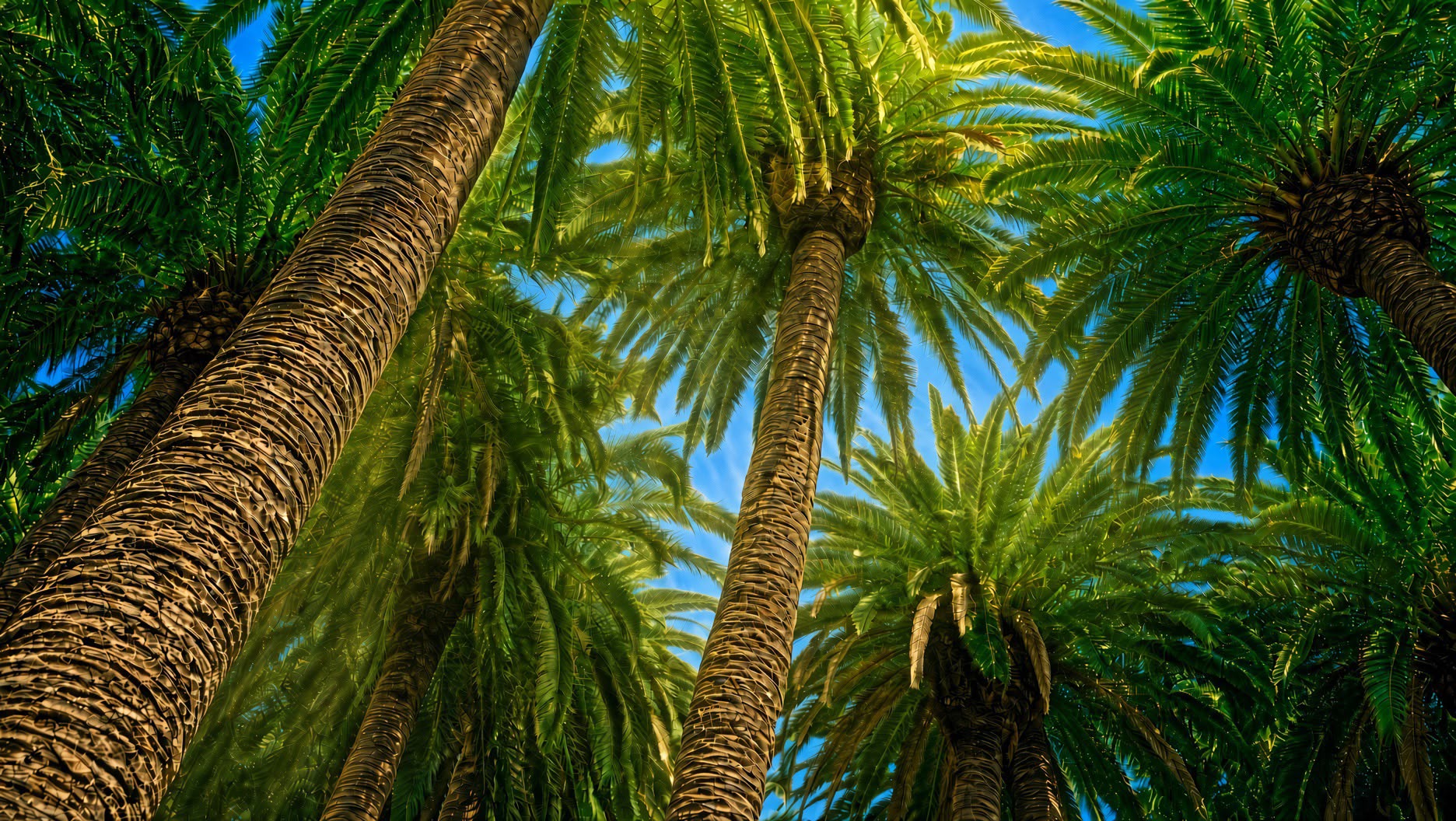 La Palma island landscape with banana plantations and palm trees
