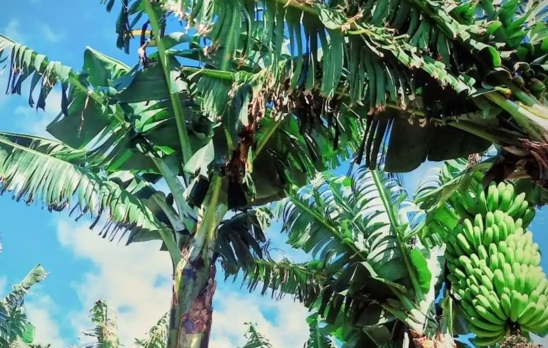 La Palma JOA Weight Loss