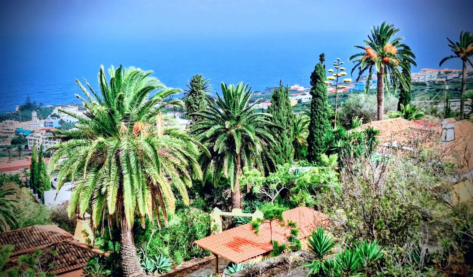 La Palma tropical landscape with palm trees and ocean view